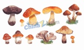 一组野生蘑菇插画矢量素材