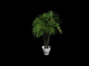 室内精品3d植物模型图片