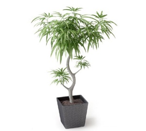 绿色植物模型设计