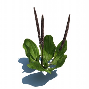 绿色植物模型效果图