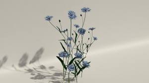 蓝色小雏菊3D模型