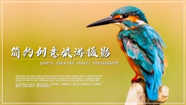 旅游线路动物风景摄影相册PPT模板