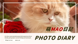 浪漫玫瑰鹅黄色萌猫相册日记PPT模版