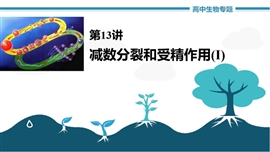 高中生物《第13讲减数分裂和受精作用ⅰ》PPT课件
