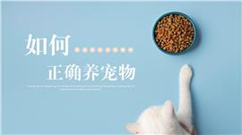 如何正确饲养宠物科普教学介绍PPT模板