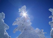 冰天雪地 246