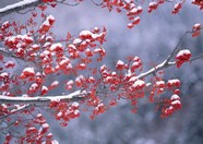 冰天雪地 491