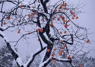 冰天雪地 493