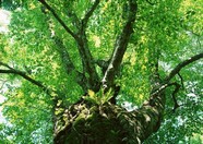 丛林之美 329