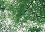丛林之美 51