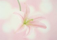 花草特写 889