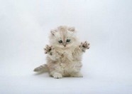 小猫图片