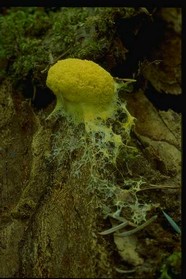 蘑菇图片