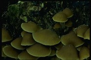 蘑菇图片