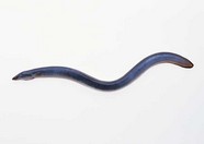 水生物 257