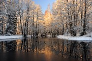 融雪中的森林图片下载