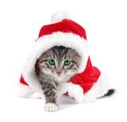 可爱圣诞小猫图片下载