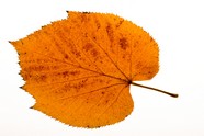 秋天树叶图片下载