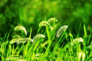 高清狗尾巴草图片下载