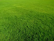 绿色草地背景图片下载