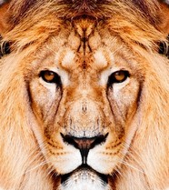 高清非洲狮子图片下载