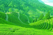 高清绿色茶山图片下载