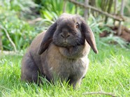 高清可爱兔子图片下载