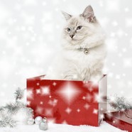 高清圣诞小猫图片下载