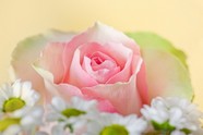 高清粉红玫瑰图片下载