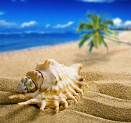 高清沙滩海螺图片下载