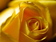 黄玫瑰花图片下载
