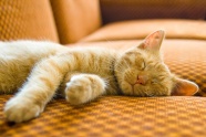 熟睡中的猫图片下载