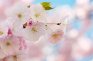 淡粉色花朵唯美图片下载