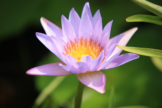 紫色的花图片紫色的花图片大全