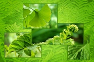 大自然植物背景图片下载