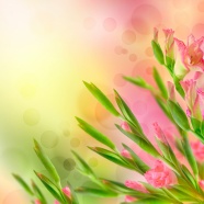 春天的鲜花背景图片下载
