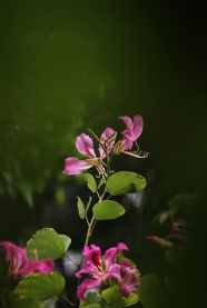 茉莉花摄影高清图片