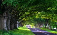 公路边的树木高清图片
