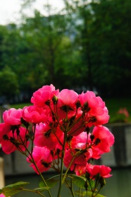 蔷薇花图片素材下载