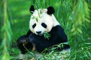 竹林熊猫图片下载