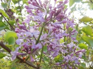 紫色丁香花图片下载