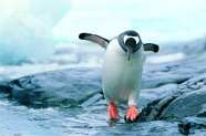 支棱着翅膀的可爱企鹅图片