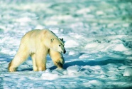 北极熊雪地觅食图片