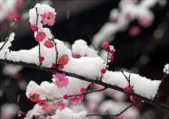 雪中梅花图片