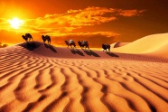 黄昏下的沙漠骆驼图片