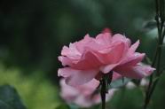 雨后粉色月季花图片