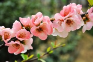 粉色海棠花图片