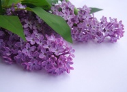 紫色薰衣草花穗图片