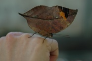 手中的枯叶蝶图片