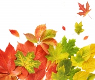 秋天红枫叶图片